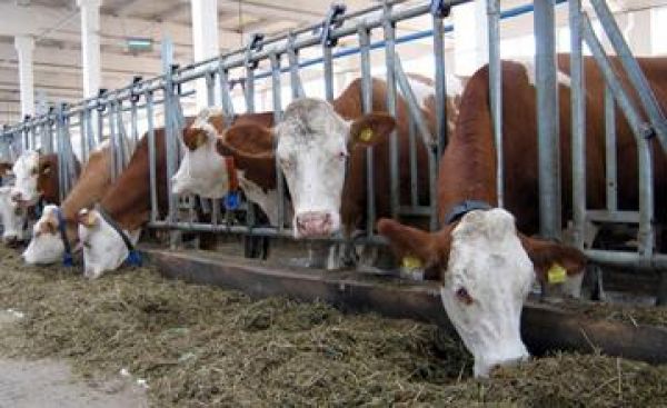 Түркістан облысы: кентаулық шаруа &laquo;Сыбаға&raquo; бағдарлмасының арқасында кәсібін дөңгелетіп отыр