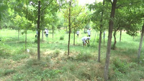 Түркістан: &laquo;Жасыл ел&raquo; бағдарламасы бойынша түлкібастық жастар белсенді жұмыс істеп жатыр