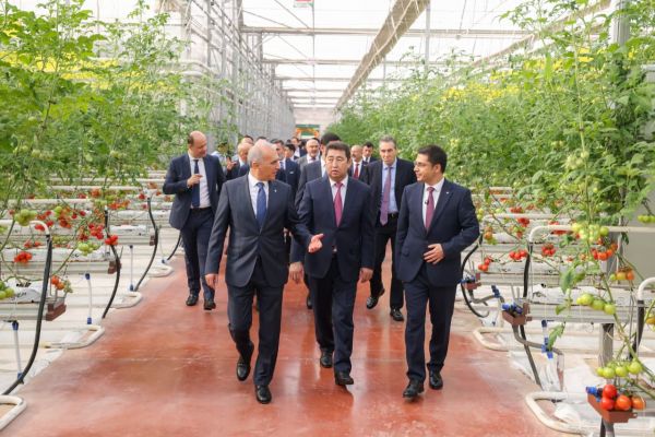 Шымкент: В тепличном комплексе &laquo;Alsera KZ&raquo; собран первый урожай