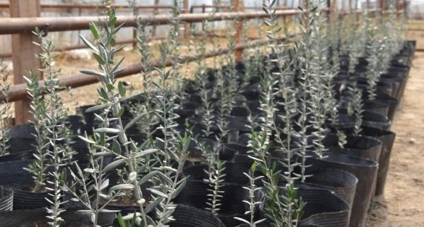 Түркістан: жетісайлықтар зәйтүн отырғызуды қолға алды