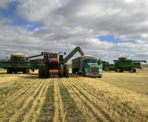 Шымкент: Посевные работы в городе завершены на площади 29,3 тысяч га