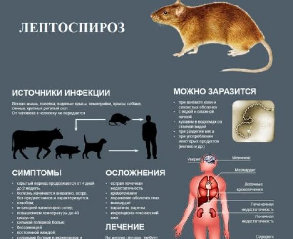 Осторожно, лептоспироз!