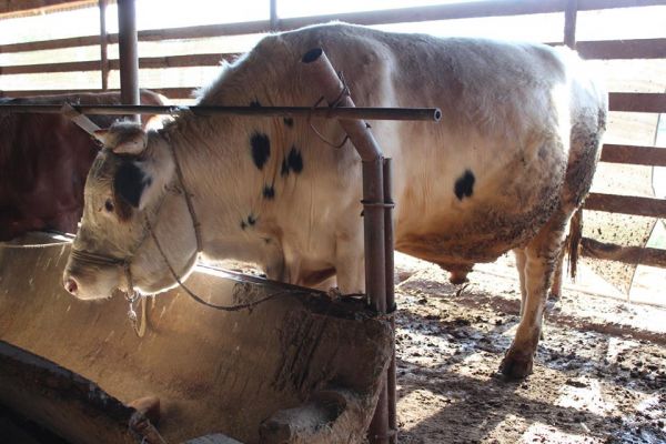 Түркістан облысы: жетісайлық шаруалар &laquo;Сыбаға&raquo; бағдарламасының тиімділігін көріп отыр