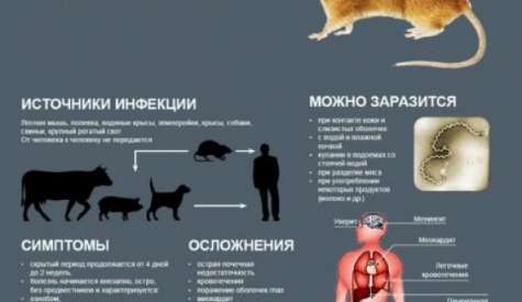 Осторожно, лептоспироз!
